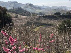 昔から梅の産地だったこの地域が梅干し作りに力を入れ始めたきっかけは、日清戦争。梅干しは兵士の食料として戦場ではなくてはならない食べ物だったのだ。