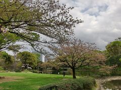 北の丸公園でランチを食べます。
ここの桜ももう終わり。
