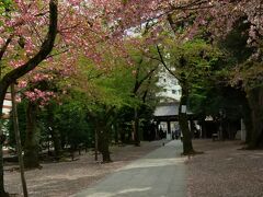 靖国神社でお参り。
こちらにソメイヨシノじゃない桜が咲いていました。