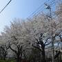 平成最後の桜を見に寺社巡り