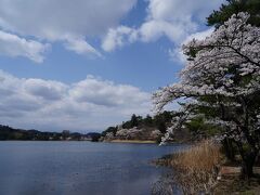 そして、バスを降りたのは、南湖東口バス停。
南湖と南湖神社に立ち寄るためだ。
バス停から少し歩くと、南湖の湖岸に出た。
ちょうど桜が満開だった。