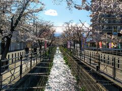 石和温泉に着きましたが
温泉街の桜は5分咲きといったところ。