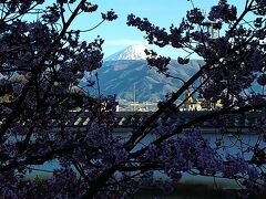 桜の隙間からの富士山。