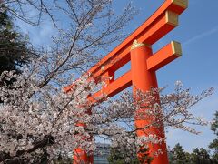 大鳥居と桜。