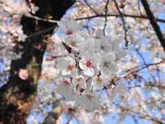 「関雪桜」と呼ばれ、愛されています。