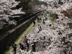 インクラインの桜並木、多くの花見客でにぎわいを見せます。