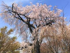 円山公園