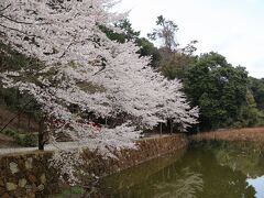 小倉池の桜。