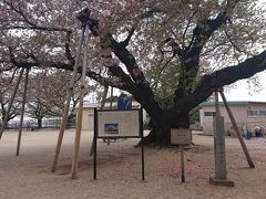 桜の名所で土日は解放しているとの情報があったので、やってきた。

