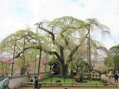 すっかり葉桜になってしまった「清雲寺のしだれ桜」に多少意気消沈しながら、
