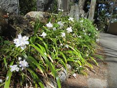 登山道の姫シャガ