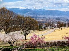 ランチを終えまた違う花が見られるということで
笛吹川フルーツ公園へ。
梅の時期は終わったはずですが
花の咲き方が梅のような？