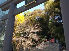 最後に赤坂の目玉、日枝神社へ。

鳥居も大きかったです。かなり重量級です。

いくつかの鳥居がありますが、どこがメインの鳥居だったのかわからないくらいとにかく大きかったです。

