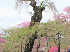 樹齢600年になるというエドヒガン桜の一番の古木もこんな感じでした。
高さ15ｍで県内でも最大規模のエドヒガン桜です。