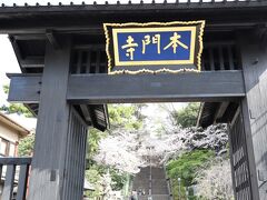 東京池上本門寺の春　比較的こちらの桜は遅咲きです