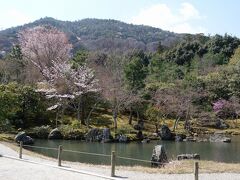 曹源池庭園。借景となっている嵐山にも桜が点々と。