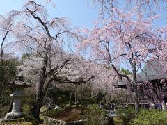 多宝殿前の枝垂桜です。