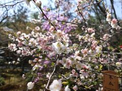 さまざまな花が咲き乱れる百花苑