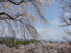 会いたかった景色。百花苑から比叡山への枝垂桜ごしの風景です。