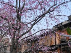 祇園白川のベニシダレ。