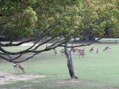 鹿も見納めかな。今日は雨予報だったので、観光客は少ない。奈良には泊まらない人が殆どですから。
