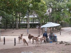 鹿せんべい売りの周りで待機する鹿たち。決して奪って取りません。いや、取った事はあるらしい。