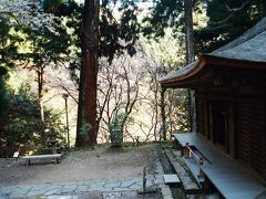 室生寺弥勒堂下にも桜が咲いでいた。