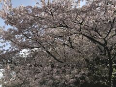 本来の目的は江南市の五条川沿いの桜でしたが・・登る手前の桜並木
