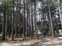 円山公園の中をあるいていて、ケチ夫の花粉センサーが反応！！
なんと研究用に北海道にはない杉が植えられてました～～！
せっかく、花粉から逃れてきたのに、こんなところで杉に出会うとは！