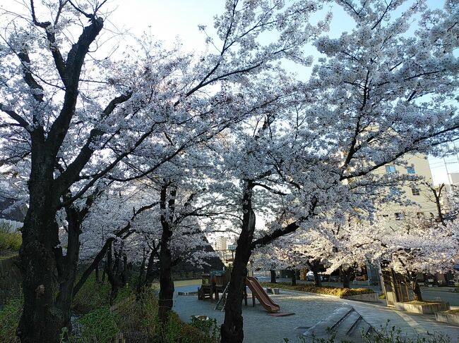 山梨２０２１桜 ４ 舞鶴城公園 甲府 山梨県 の旅行記 ブログ By アイガーさん フォートラベル