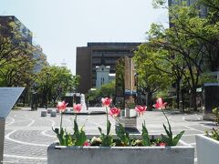 開港記念広場のチューリップ

横浜市限定品種「ラバーズタウン」
花弁の上部にフリルが入り、咲きながら白色からピンク色へ花色が変化する映り咲きの品種。