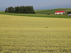 パッチワークの畑（美瑛町）が広がりますが、ここは収穫間際の小麦畑です。