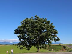 少し離れた場所にあるセブンスターの木（美瑛町）。