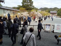 山門をくぐり抜けると「三密」にならない程度の参拝客が
訪れていました。
みなさん京都の桜も満開はこの仁和寺だけになっていることを
観光情報で知っているのでしょう。