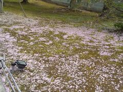 御室桜の庭へ行く途中にソメイヨシノの桜がありました。
写真の通りほとんどの花びらは散ってしまっていました。
桜の梢から離れた花びらが地面をピンク色に染めています。
「かくのごとくなりとはいえども、
花は愛惜（あいじゃく）に散り…。」（『正法眼蔵』現成公案の巻）
という風情です。

これは3月の100年に一度の暖かい気温のせいだと思います。