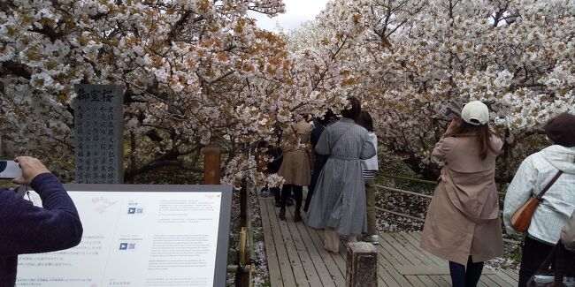 令和3年コロナに負けず京都 奈良の桜の下を歩きたい その1 仁和寺編 21年4月5日 5泊の旅 嵐山 嵯峨野 太秦 桂 京都 の旅行記 ブログ By 13tomoさん フォートラベル 令和3年コロナに負けず京都 奈良の桜の下を歩きたい その1 仁和寺編 21年4月5日 5泊の旅 嵐山 嵯峨野 太秦 桂 京都 の旅行記 ブログ By 13tomoさん フォートラベル