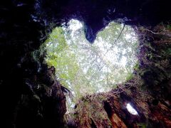 屋久島2日目 縄文杉登山 往復22km 縄文杉 ハートの切り株ウィルソン株 走るトロッコに遭遇 屋久島 鹿児島県 の旅行記 ブログ By Azさん フォートラベル