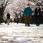 真庭・新庄「最後の」ひとつきの桜めぐり