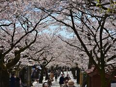 がいせん桜