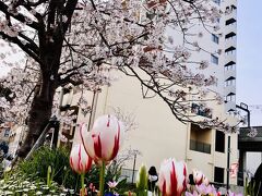 １７：１５

花のみちには季節のお花がたくさん∩^ω^∩

チューリップやマーガレット、