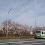 令和3年コロナに負けず京都・奈良の桜の下を歩きたい！その2、延暦寺編（2021年4月6日、5泊の旅）