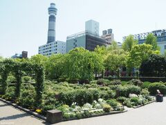 山下公園　沈床花壇　未来のバラ園

まだ、バラは咲いていませんが、
横浜ローズウィーク（5月3日～6月13日）には、
この未来のバラ園でバラが楽しめるといいですね。
（ワクチン接種は進んでいるでしょうか？）

ここでUターンして帰ることにしました。

