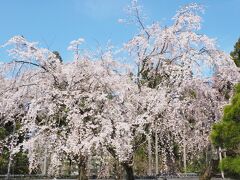 そして、遠くからでもわかる、ひと際大きな桜が「太閤しだれ桜」