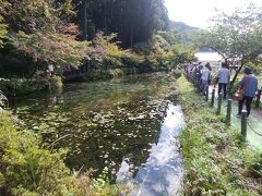 チェックアウトの後は、少し南へ下ったところにあるモネの池と呼ばれるところに行きました。根道神社の池です。