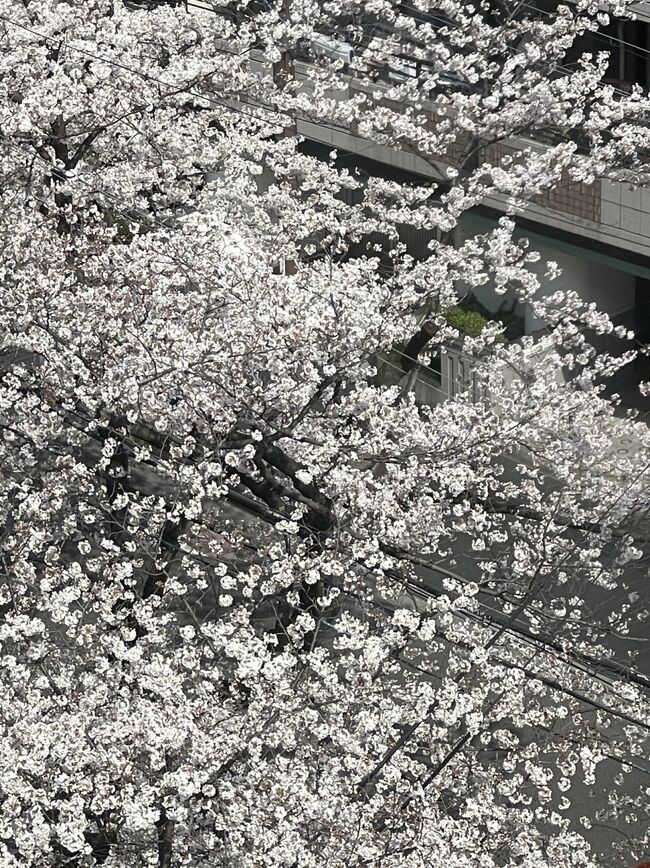 フォションホテル京都に宿泊 桜を愛でる春旅 二条 烏丸 河原町 京都 の旅行記 ブログ By B Bさん フォートラベル