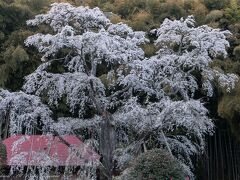 2021.4.9
郡山市
雪村桜。
通った雪村桜。
今年も綺麗に咲いていましたね。