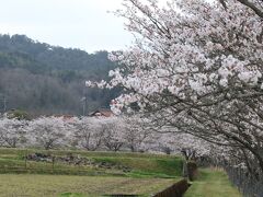 帰り道にもう一カ所、三次市三和町にある「美波羅川の千本桜」に行ってみました。
美波羅川沿いに９キロに渡って、桜が植えられています。
３０年ほど前に住民の方の手で植えられたのだそうです。