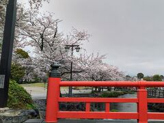 普通のお堀かと思いきや富士山の湧水だけでこれだけの流量ということもあり
桜並木は周りよりもひんやりしています。