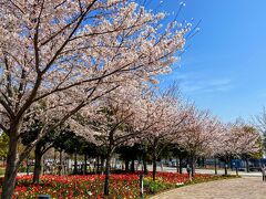 カラフルなチューリップとピンクの桜と、
青い空の組み合わせは最高～