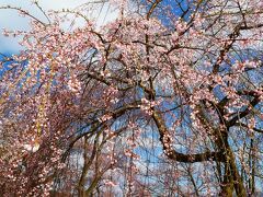 桜の名所烏帽子山公園に到着しました。
土曜日なのに駐車場も空いているし、まだ桜には早かったのかな？
６分咲きといったところでしょうか。
それでも十分にきれいです。